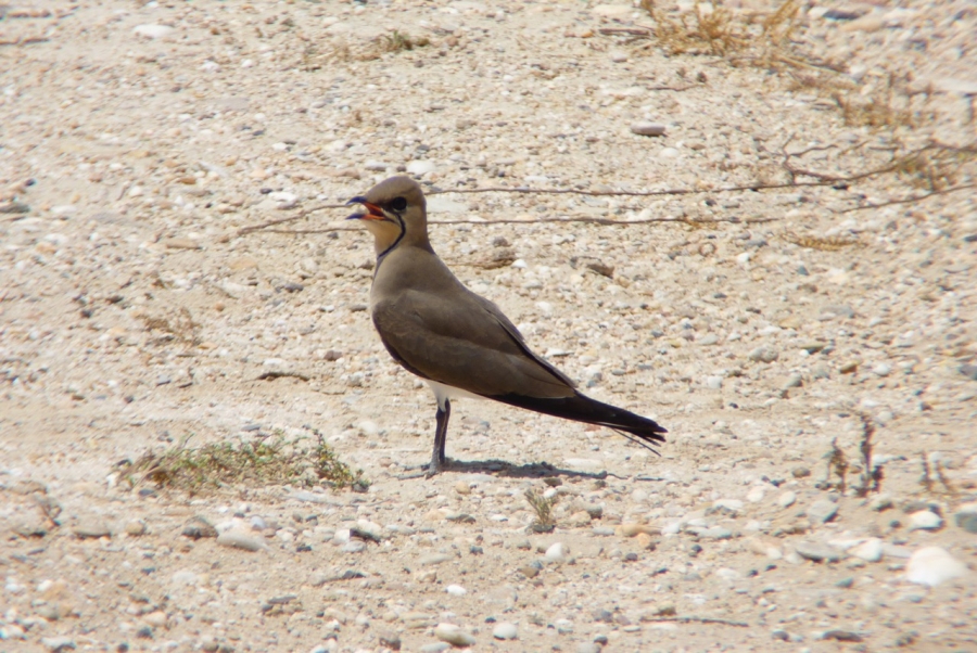 a brownish bird stands on the sandy ground